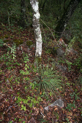 Agave tenuifolia under trees, SE of Jalpan
