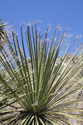 Dasylirion acrotriche, N of Zacatepec