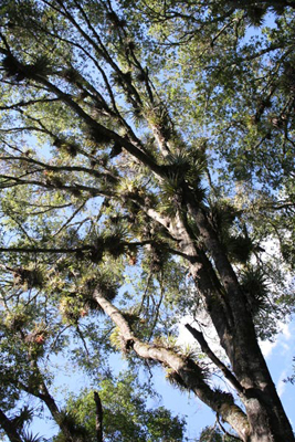 Tillandsia violacea high on Quercus, Mineral del Chico