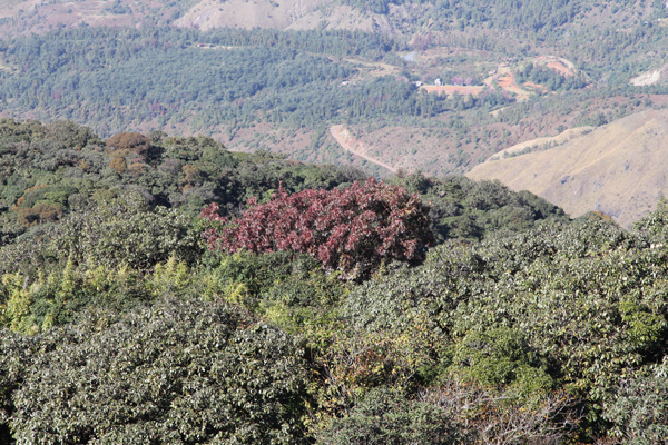 Sorbus keenanii, conspicuous in autumn colour in the mainly evergreen broadleaved forest high on Sirhoi.