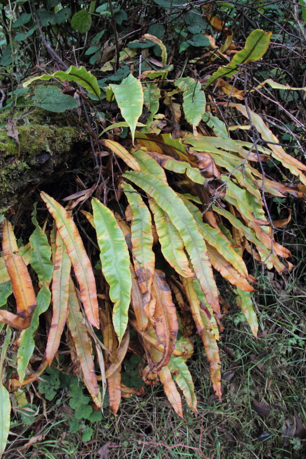 Oleandra undulata, an epiphytic deciduous fern, forms vigorously spreading colonies on vertical or horizontal trunks and branches, showing, in November, one of the only signs of autumn, as it turns yellowy-orange-brown.
