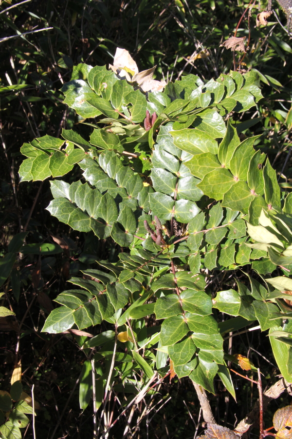 Mahonia manipurensis is endemic to the State.