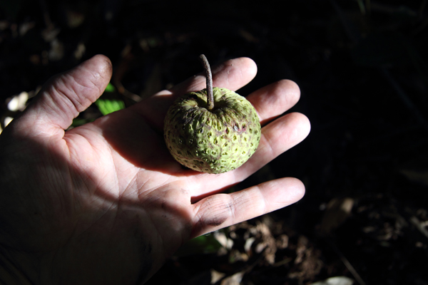 Cornus sp. fruit. Green when ripe and up to 6cm across!