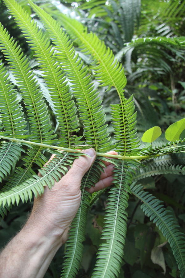 Same fern as above. Ident' please...