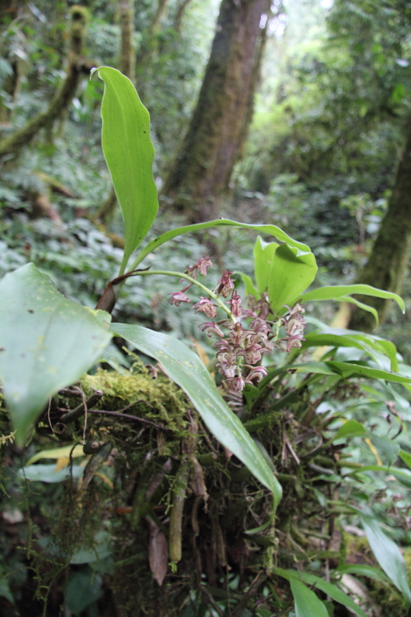 Another small epiphytic orchid on a fallen trunk in the forest.