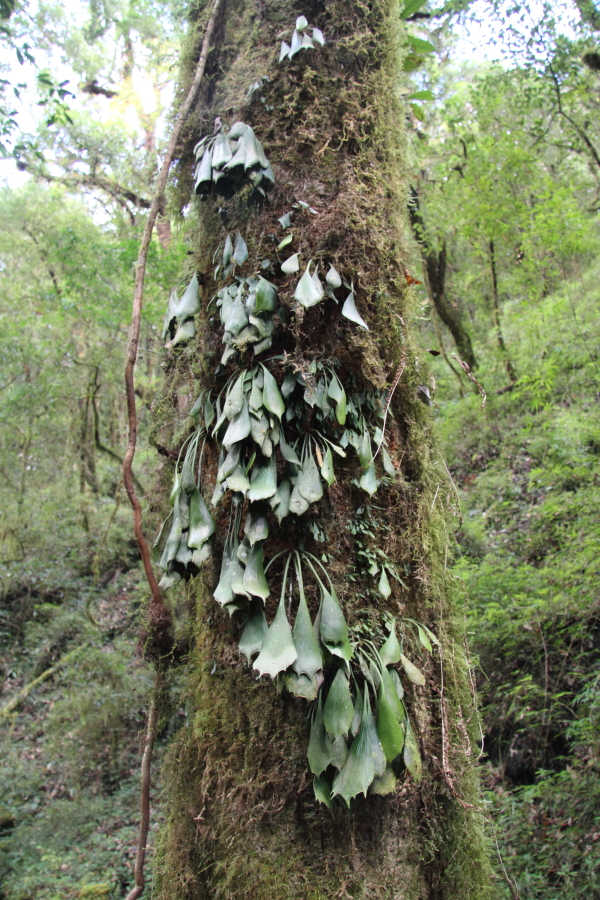 We only saw one colony of this Antrophyum sp., a very distinctive epiphytic fern.