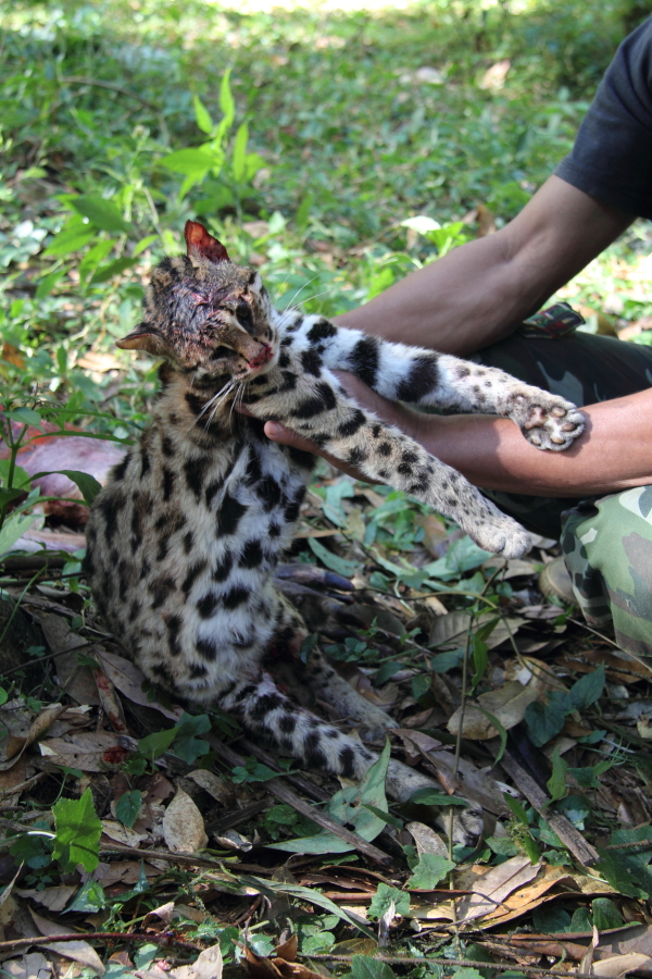 , the Asian Leopard Cat.