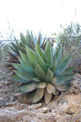 Agave aff. kerchovei, road to Tetela