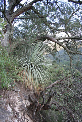 Dasylirion glaucophyllum under Juniperus flaccida, Los Marmoles