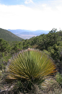 Dasylirion miquihuanensis, above La Peña