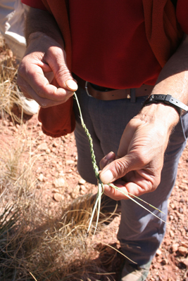 Ahmed's Chamaerops cord