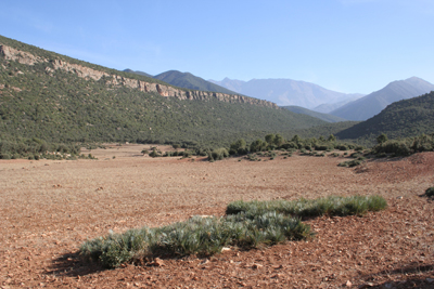 Looking toward Djebel Toubkal, the highest peak in Morocco, with great clonal sheets of Chamaerops humilis var. cerifera