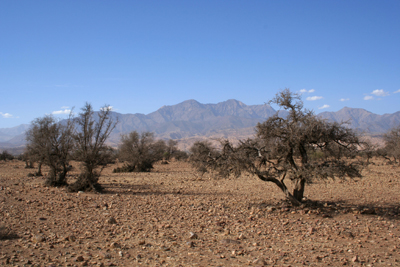 Argania spinosa, in drought mode