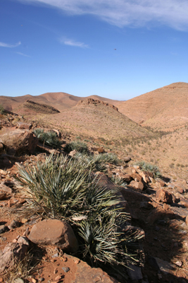 Chamaerops humilis var. cerifera in the Anti Atlas