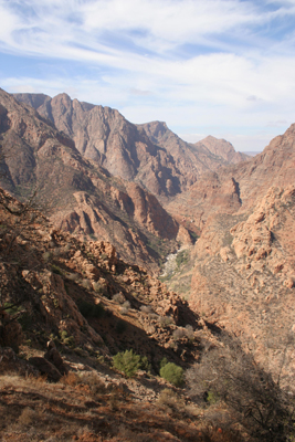 Canyon home of Dracaena draco subsp. ajgal
