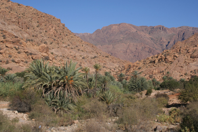 Phoenix dactylifera near Tafraoute