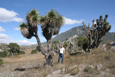 Nolina parviflora, N of Zacatepec