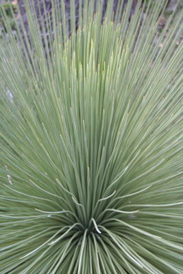 Yucca queretaroensis, NW of Zimapan