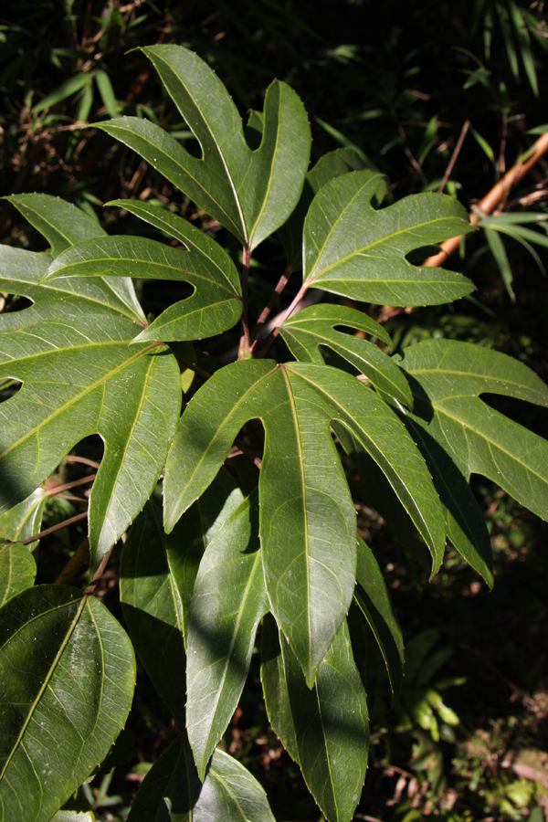 Dendropanax trifidus. An araliad shrub/small tree.