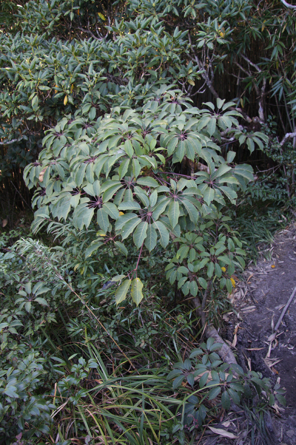 Schefflera alpina are cute and always a pleasure to greet at the edge of the path.