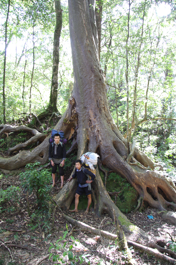 Our Black Hmong ethnic minority porters posing in front of a Huodendron. A tree that often made quite magnificent specimens at mid elevation. The bark is very thin, with a satin finish and exfoliates every year in patches.