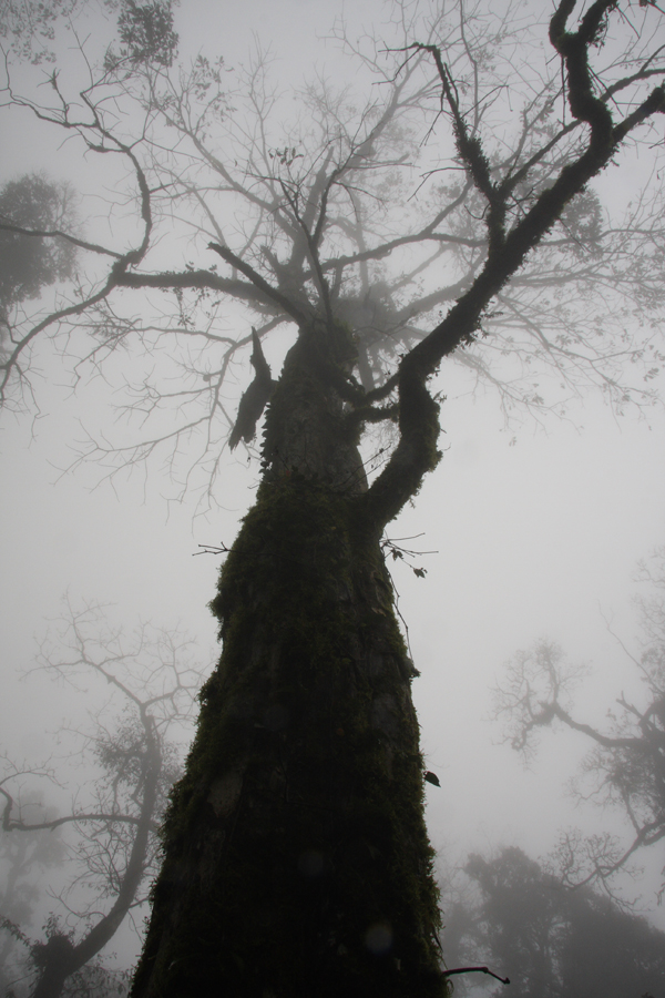A. wangii looms large through the mist. The largest tree of the species we found. 