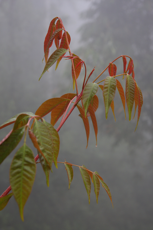 Rhus succedanea, a most elegant species with superb new leaf colour in this area.