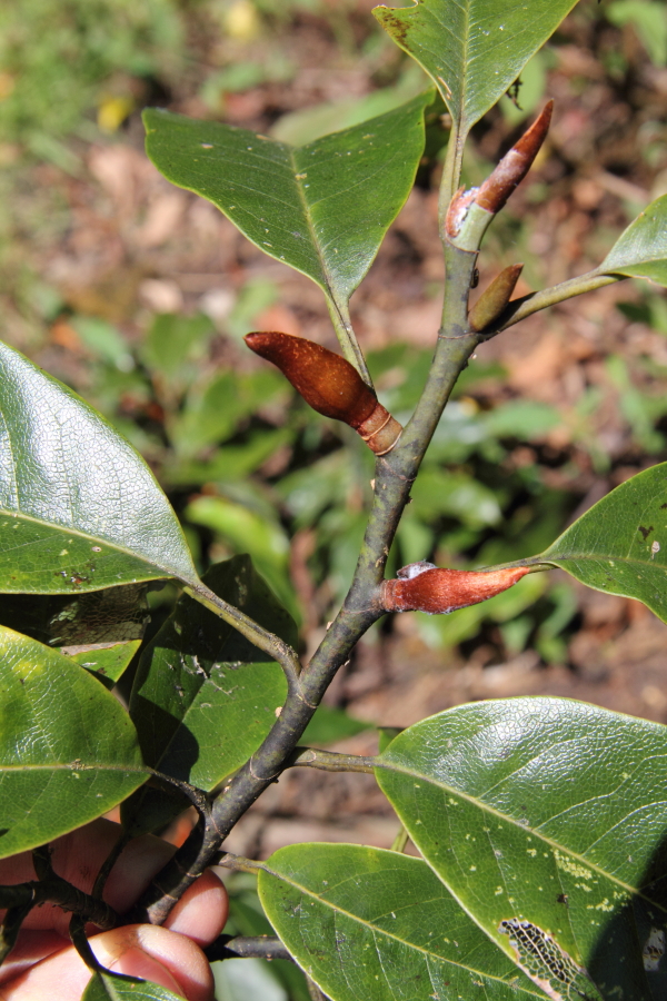 The lovely ferrugineous flower buds of Magnolia doltsopa, Sirhoi.