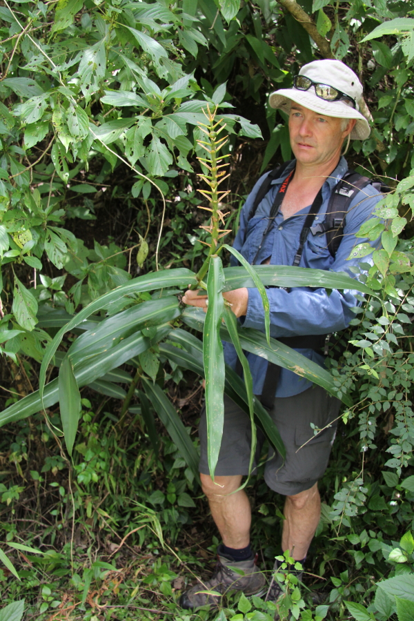 Paul gets to grips with an interesting looking Hedychium. This is either wild or a garden escape, but the garden plants are usually taken from the wild anyway. The North East has the greatest Hedychium species diversity in India and we saw at least 6 species.