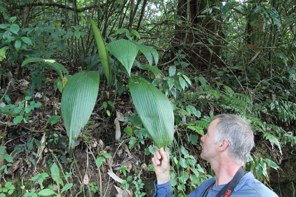 A broad leaved Curculigo shared the same habitat as the Begonia.