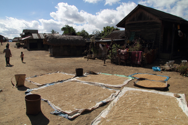Rice drying in Zingsui village, en route to Ukhrul.
