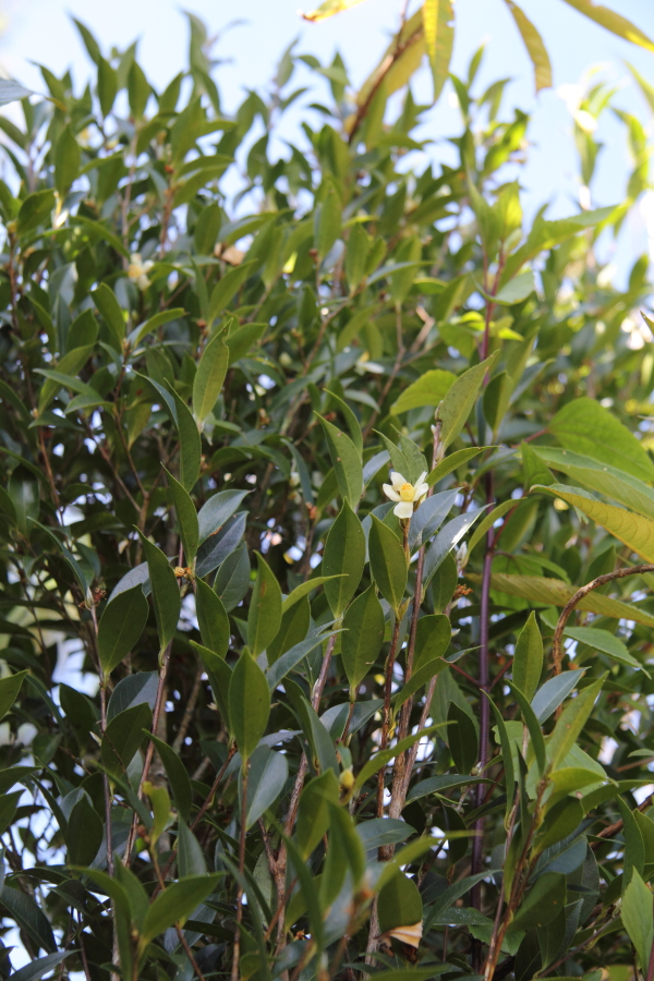 Camellia sinensis. Wild tea.