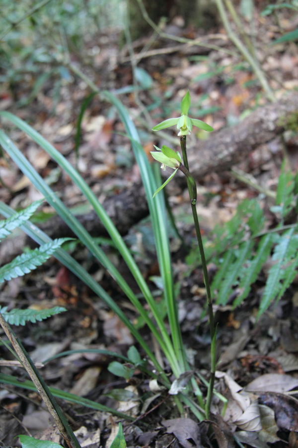 Cymbidium cyperifolium was a common ground orchid above camp 1.